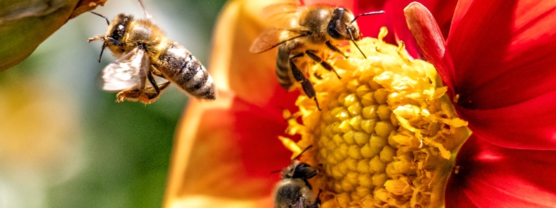 Entenda a importância das abelhas para o meio ambiente