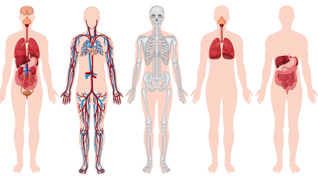 Como é dividido o corpo humano?